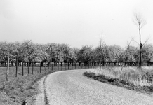 841032 Gezicht op de Smidsdijk bij Cothen.